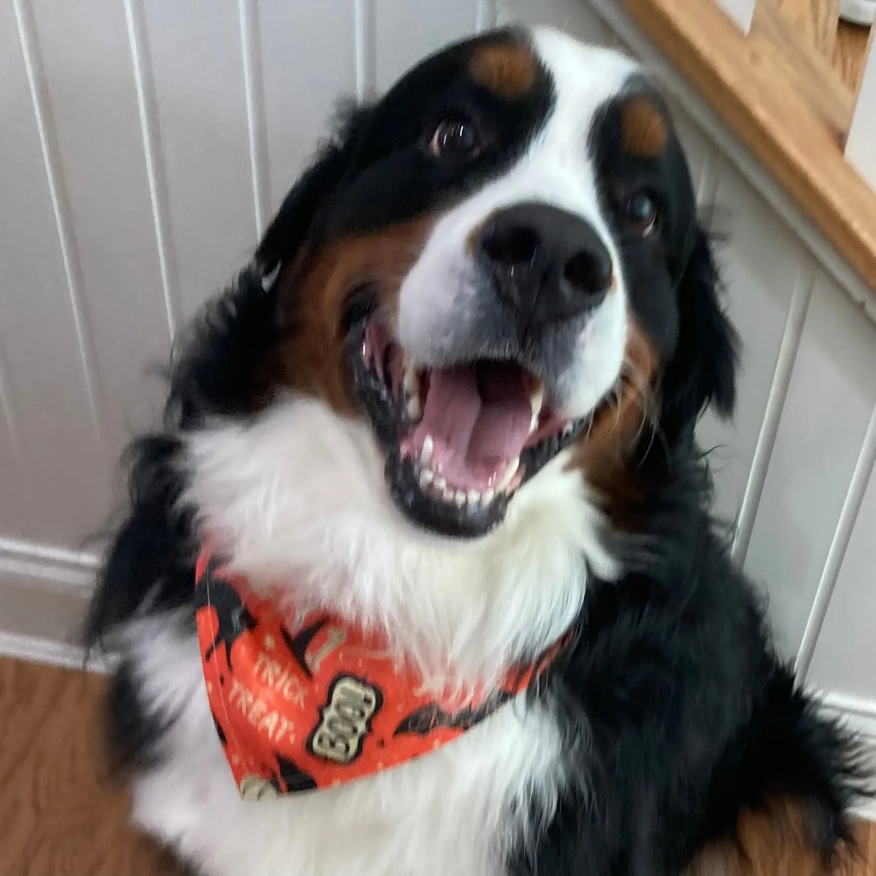 Halloween Collar Slip On Bandana