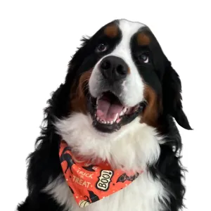 Halloween Collar Slip On Bandana